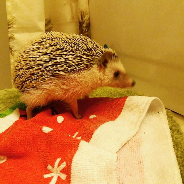 A hedgehog - not blue - not named sonic - does not collect ring