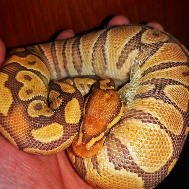 Caramel Ball Python