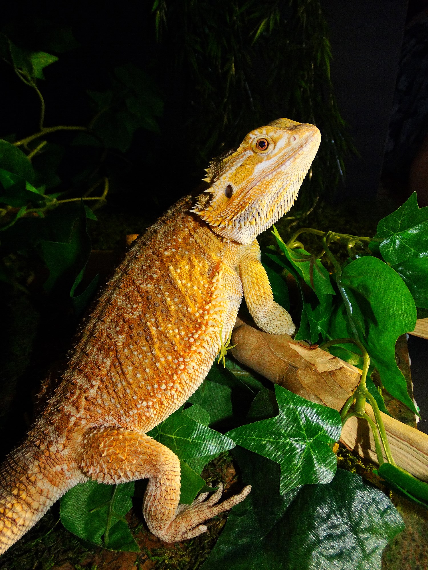 A bearded dragon - a orange and reddish lizard