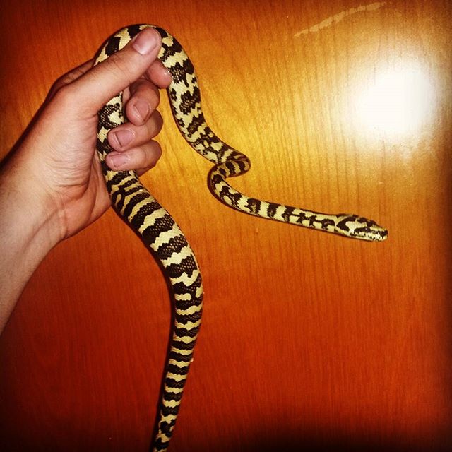 A jungle Carpet Python that displays yellow and black bands